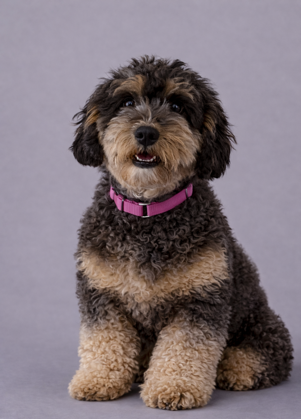 Dolly
