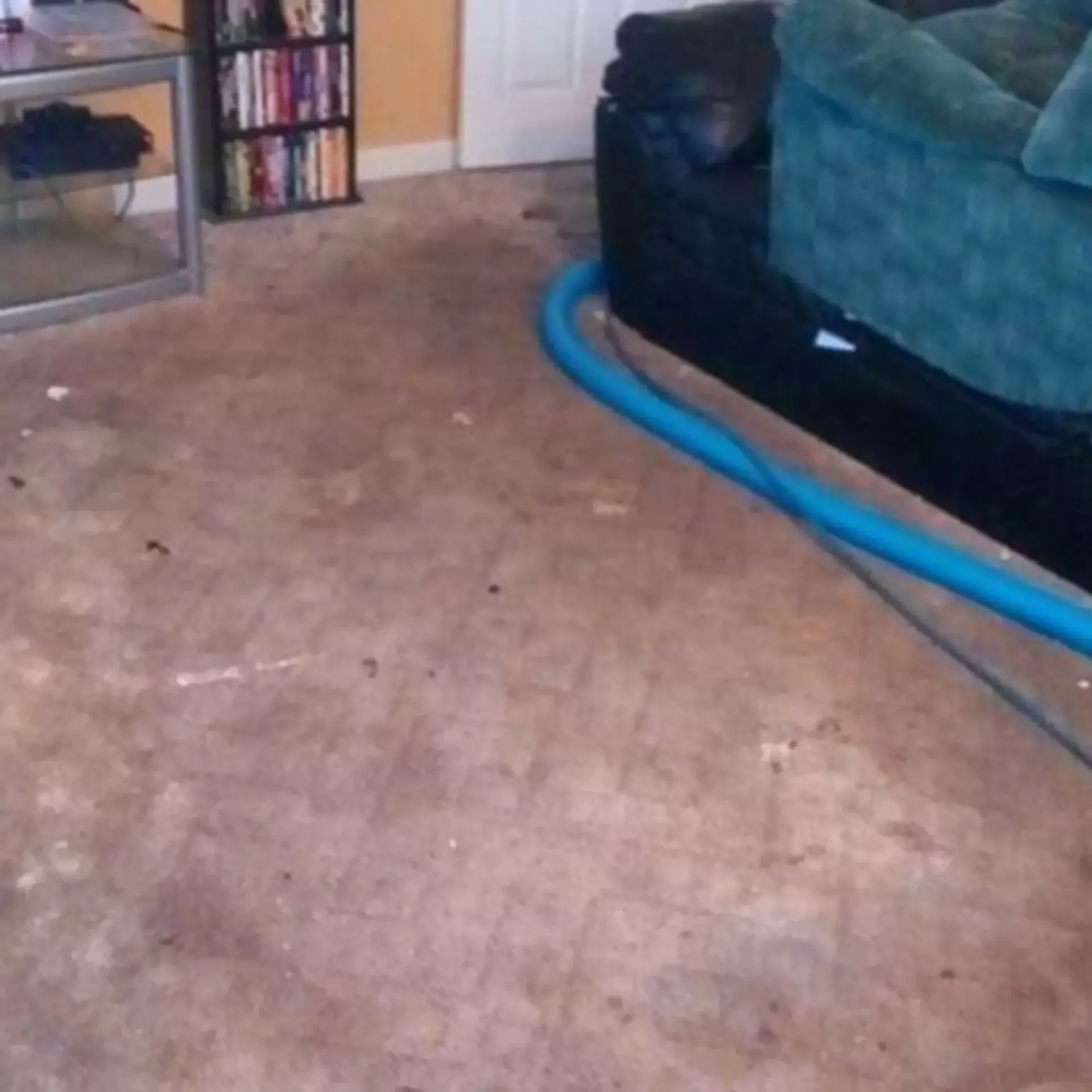MD Carpet Cleaning - A living room with a couch and a bookshelf