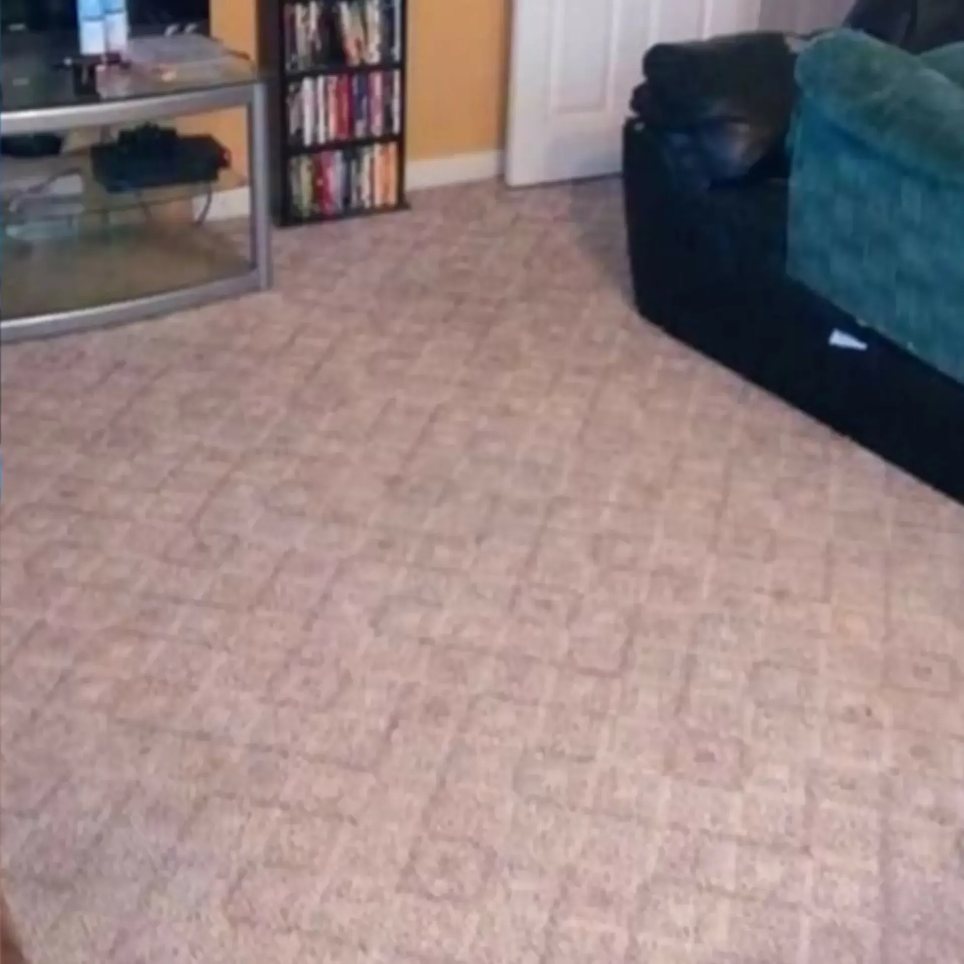 MD Carpet Cleaning - A living room with a couch and a bookshelf