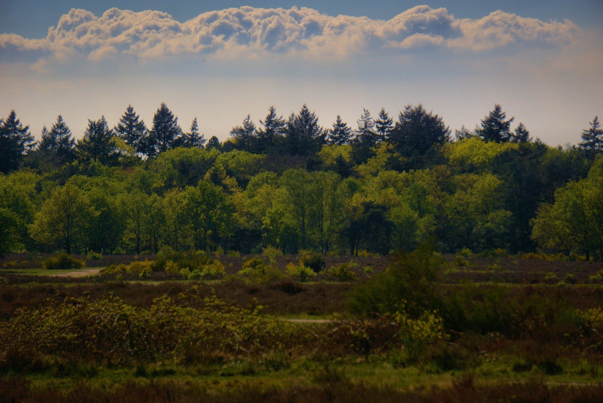 A lush green forest meets a brown field under a partly cloudy sky.