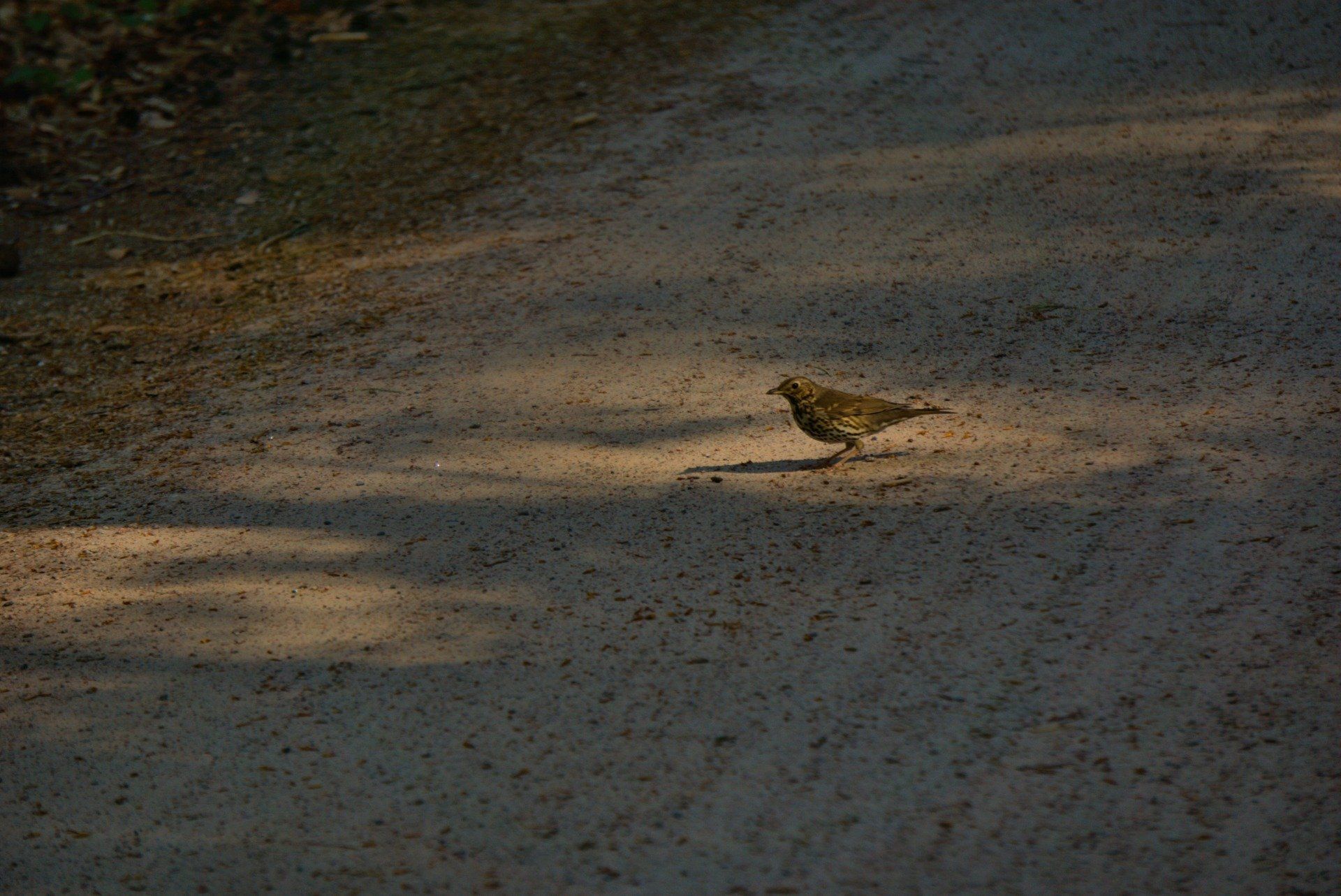 Bird on a dirt path in sunlight. Brown speckled feathers and shadows.