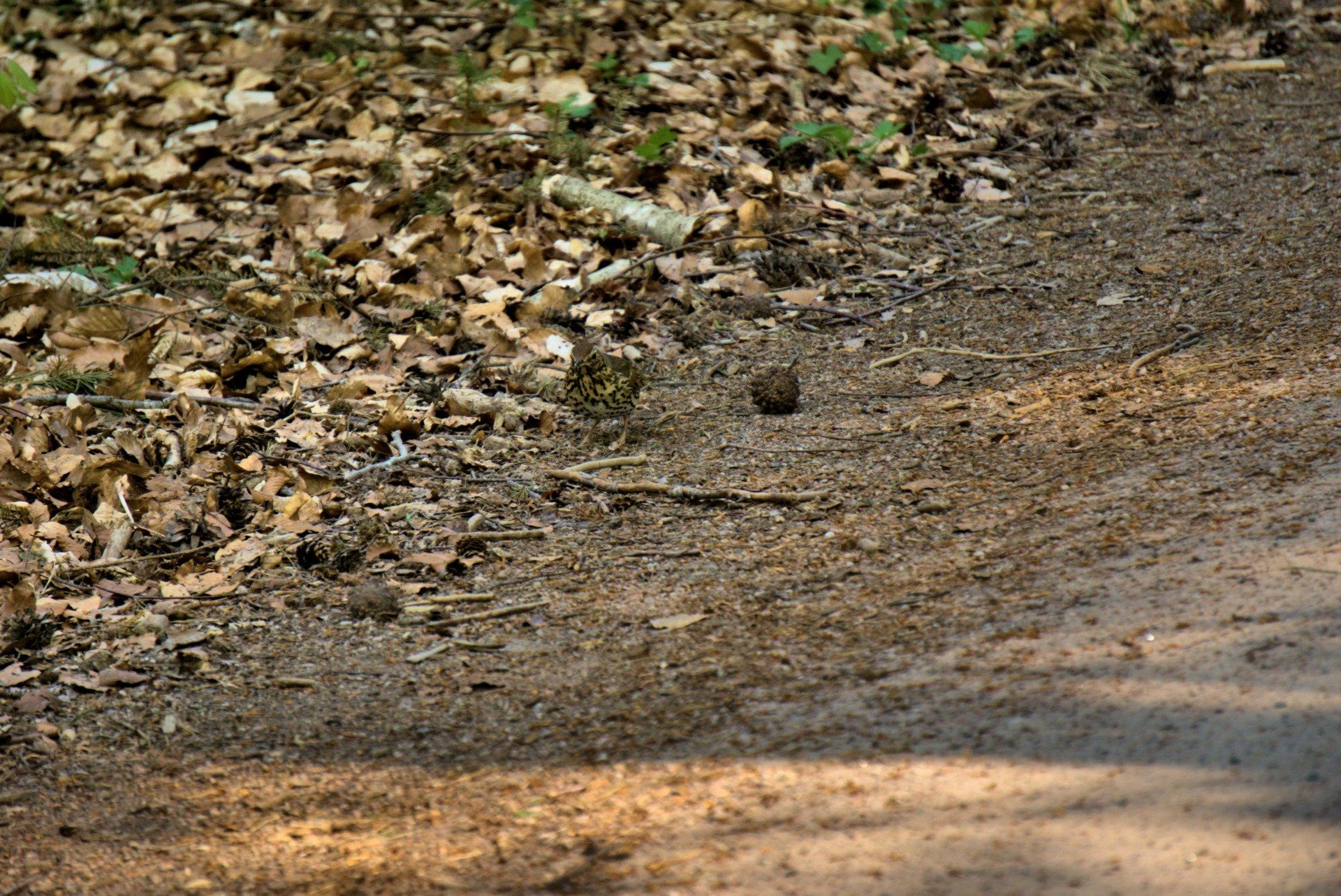Brown forest floor with fallen leaves, a dirt path, and dappled sunlight.