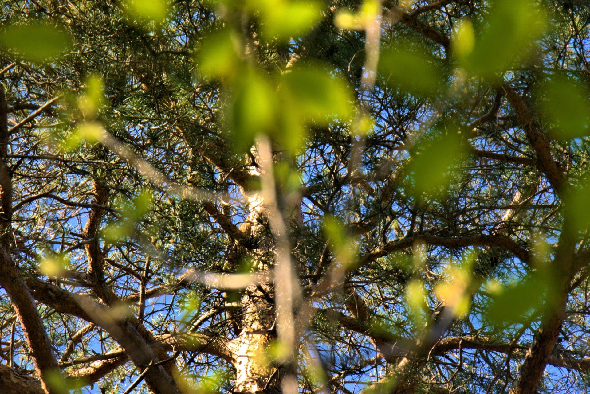 Tree branches with green leaves against a blue sky, sunlight shining through.