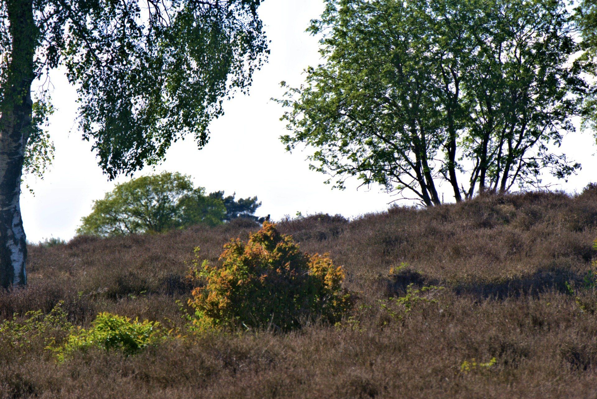 Hillside with brown brush, green trees and sky.