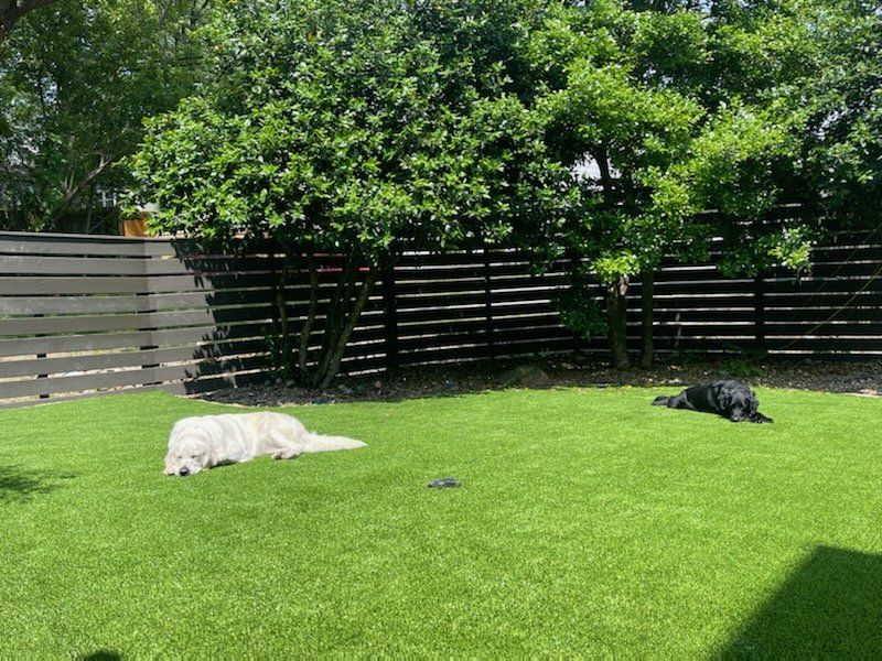 Two dogs are laying on a lush green lawn in a backyard.