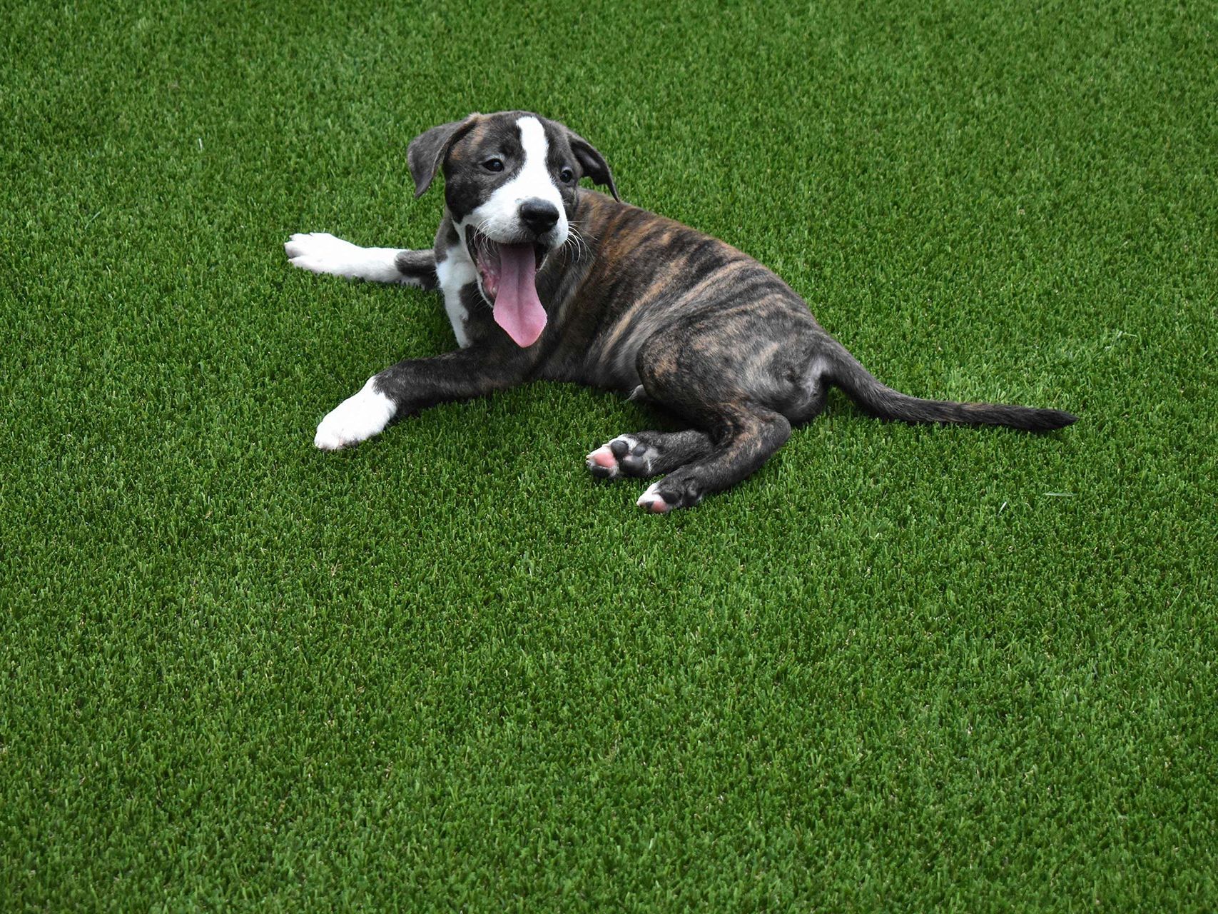 Artificial Grass Lawn Picture of Artificial Lawn in Arkansas