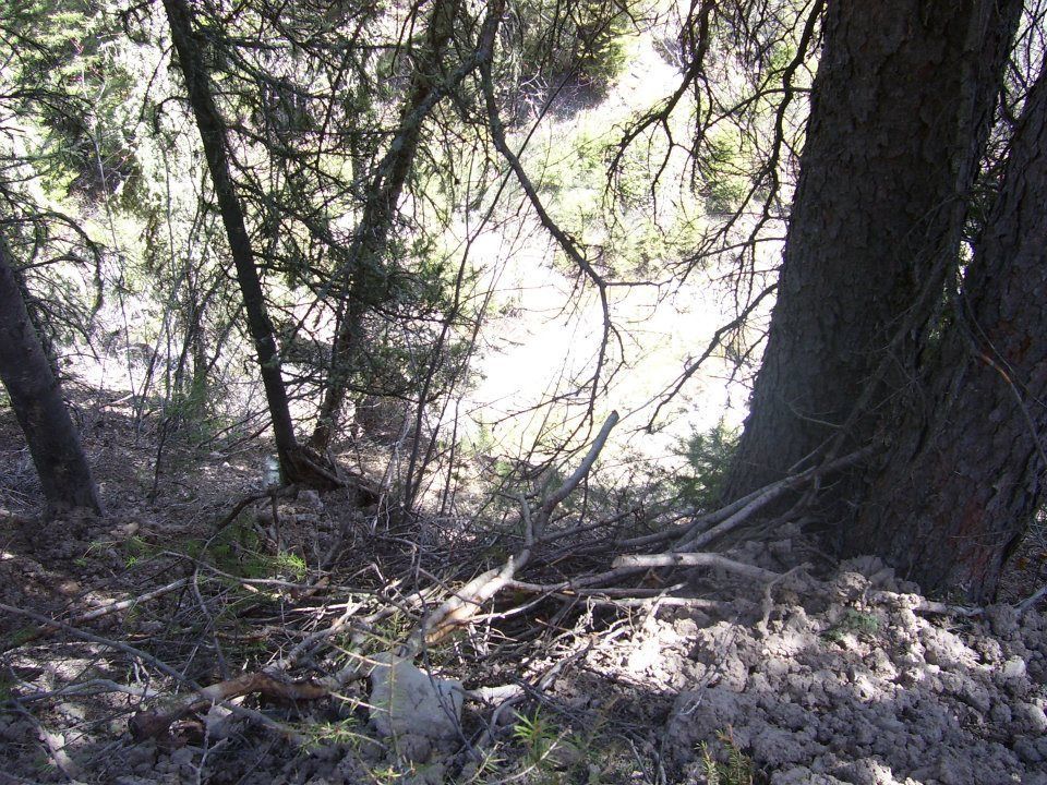 Sunlit forest floor with tree trunks, roots, and scattered rocks in shadow