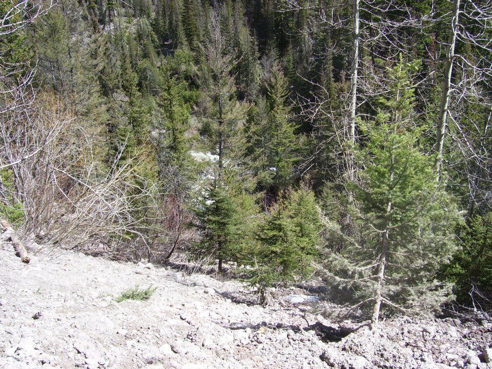 Rocky forest clearing with young evergreen trees and bare shrubs on a hillside