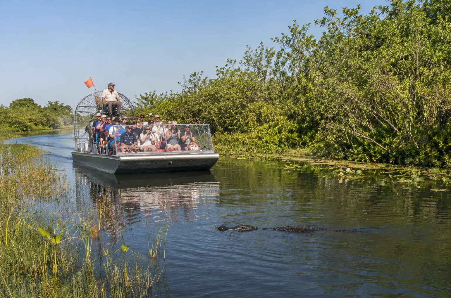 Guests on an Everglades airboat ride watching an American alligator encounter in the Florida Everglades