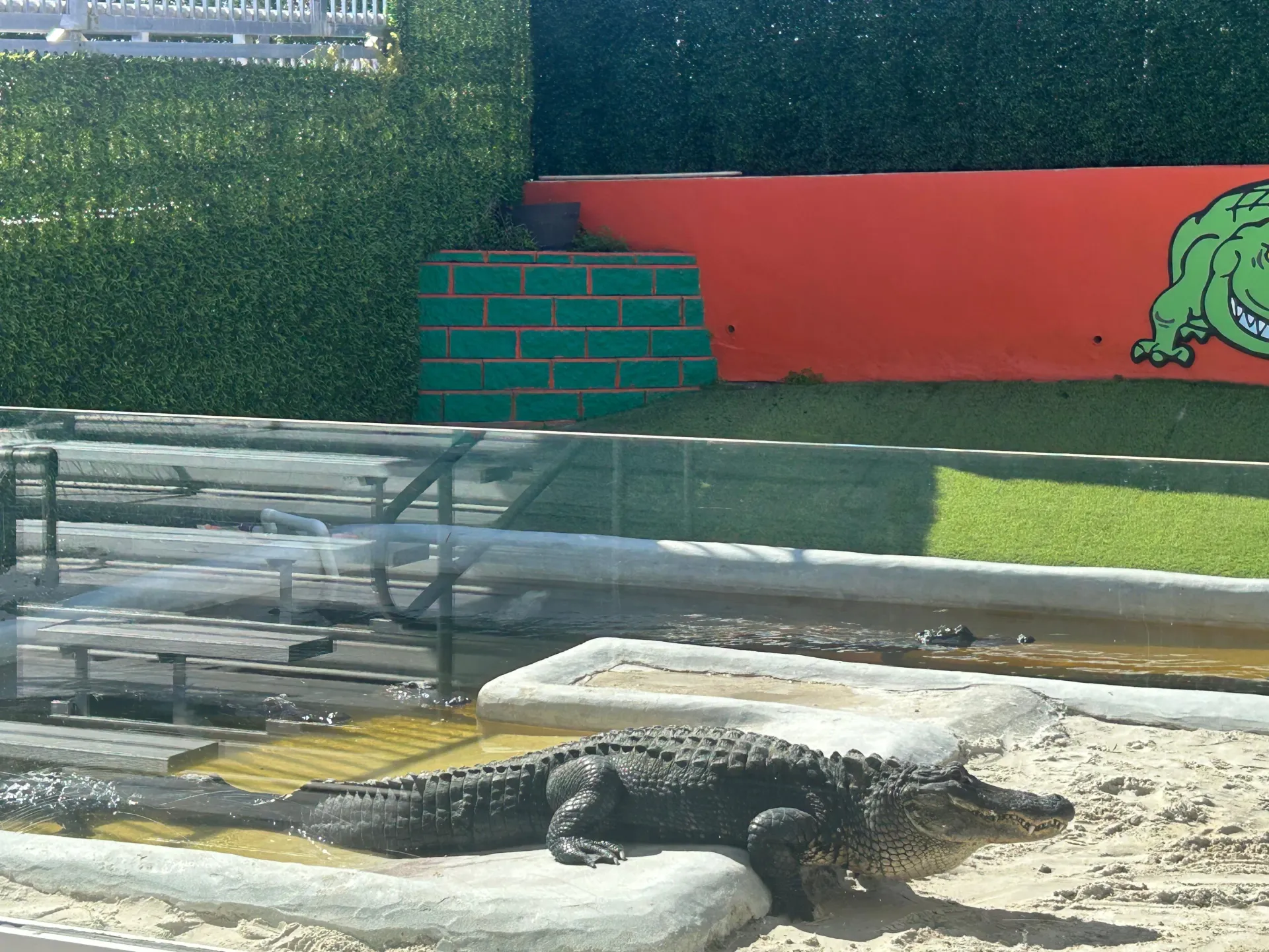 American alligator resting during a wildlife demonstration at the Everglades alligator show in South Florida