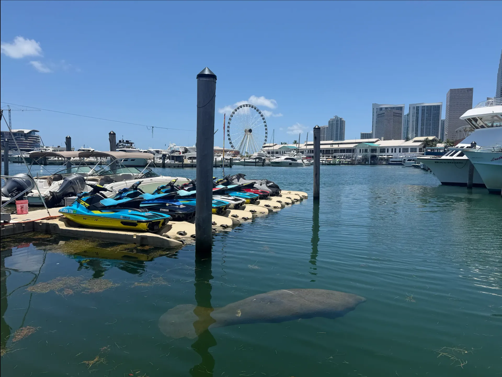 A wild manatee swimming near Bayside Marina with the Skyviews Miami Observation Wheel and Downtown Miami waterfront in the background.