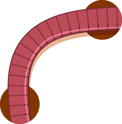 A cartoon illustration of a pink worm with brown circles around it