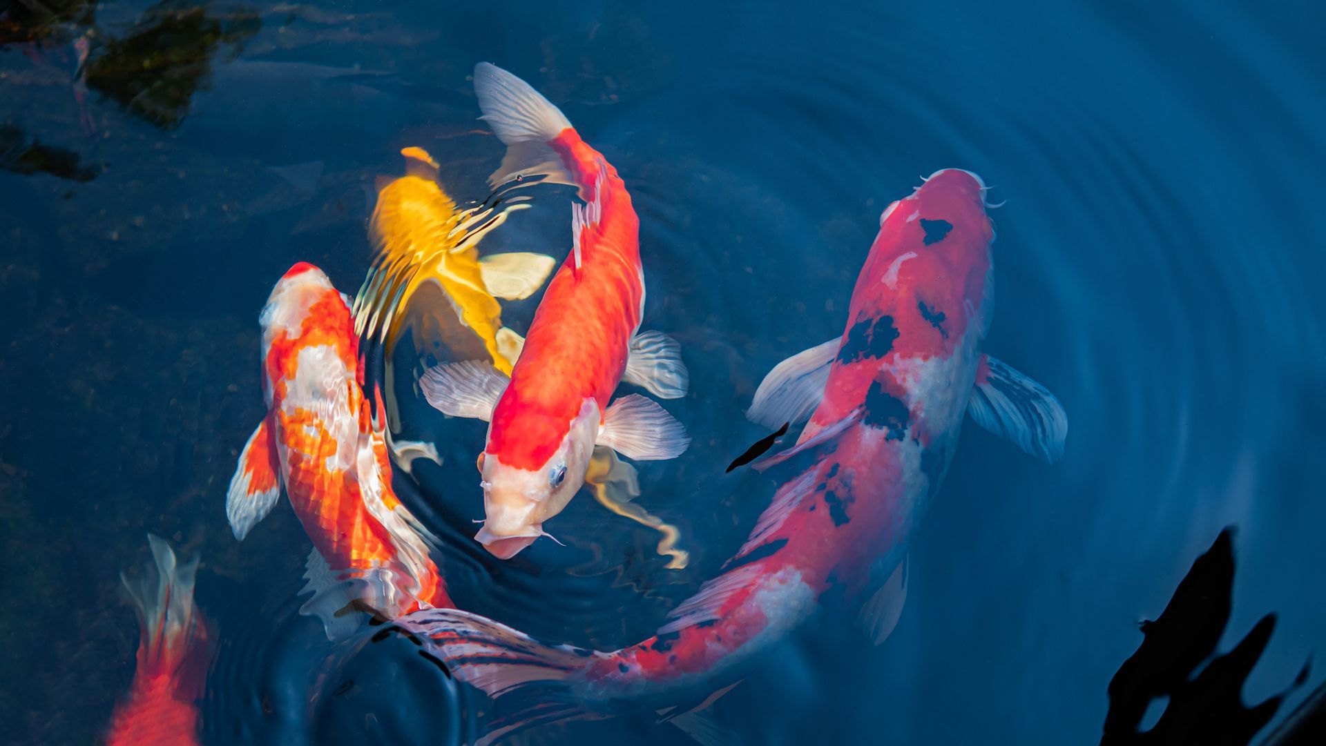 Bunte Koi-Karpfen schwimmen in einem dunkelblauen Teich mit orangefarbenen, weißen, roten und schwarzen Mustern.
