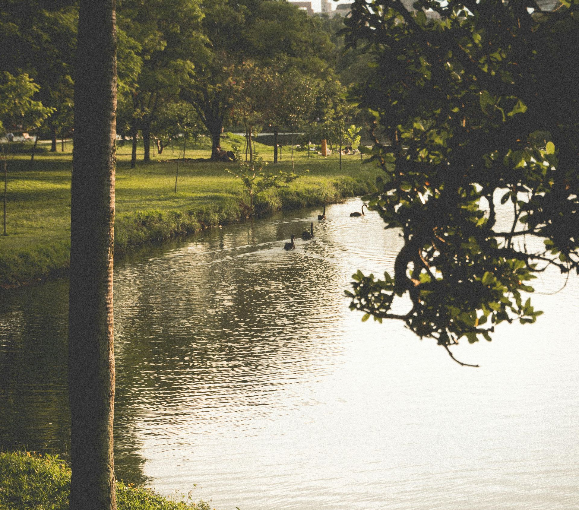Sonnenbeschienener Parkteich mit Bäumen und grasbewachsenen Ufern, die sich im Wasser spiegeln