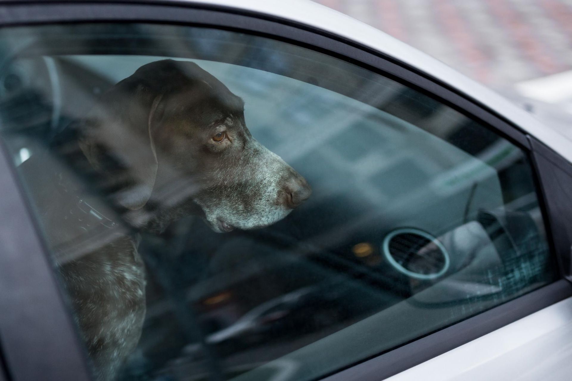A Dog Is Looking out Of the Window of A Car — Coast & Hinterland Mobile Locksmiths In Noosaville, QLD