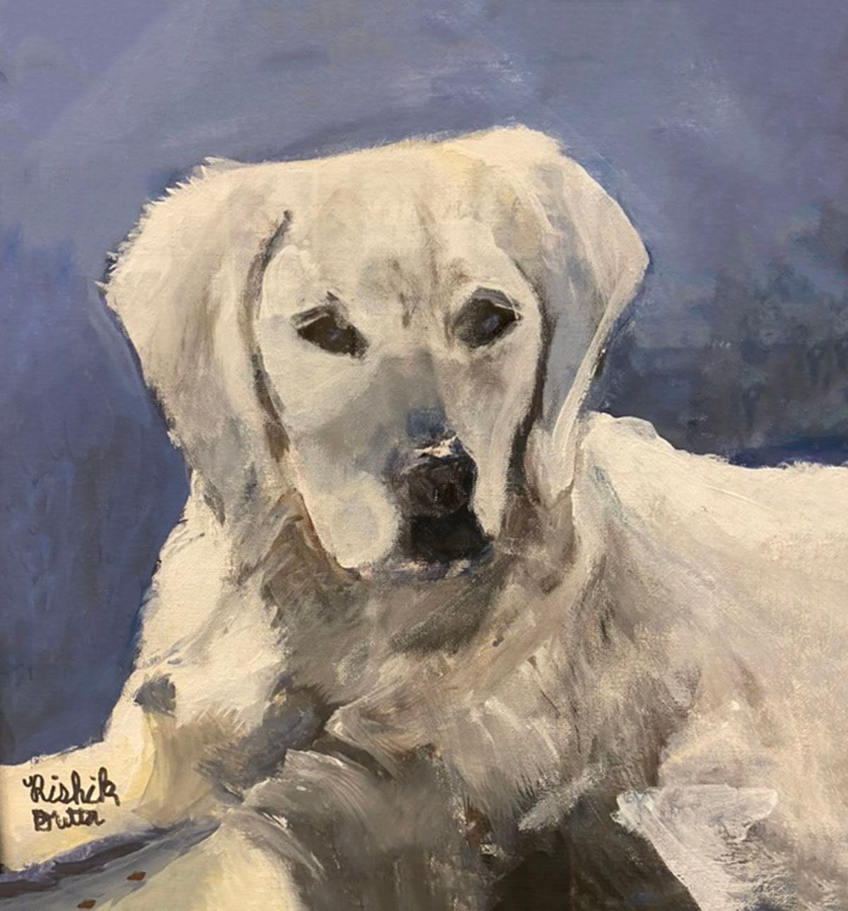 White Labrador retriever portrait on a blue background, resting with a calm expression.