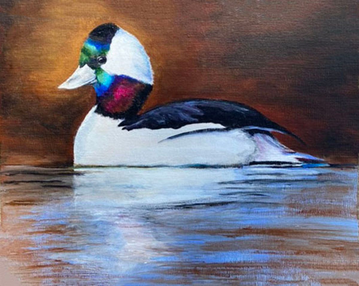 Male bufflehead duck floating on calm water, with a white body, black back, and green-purple head sheen.