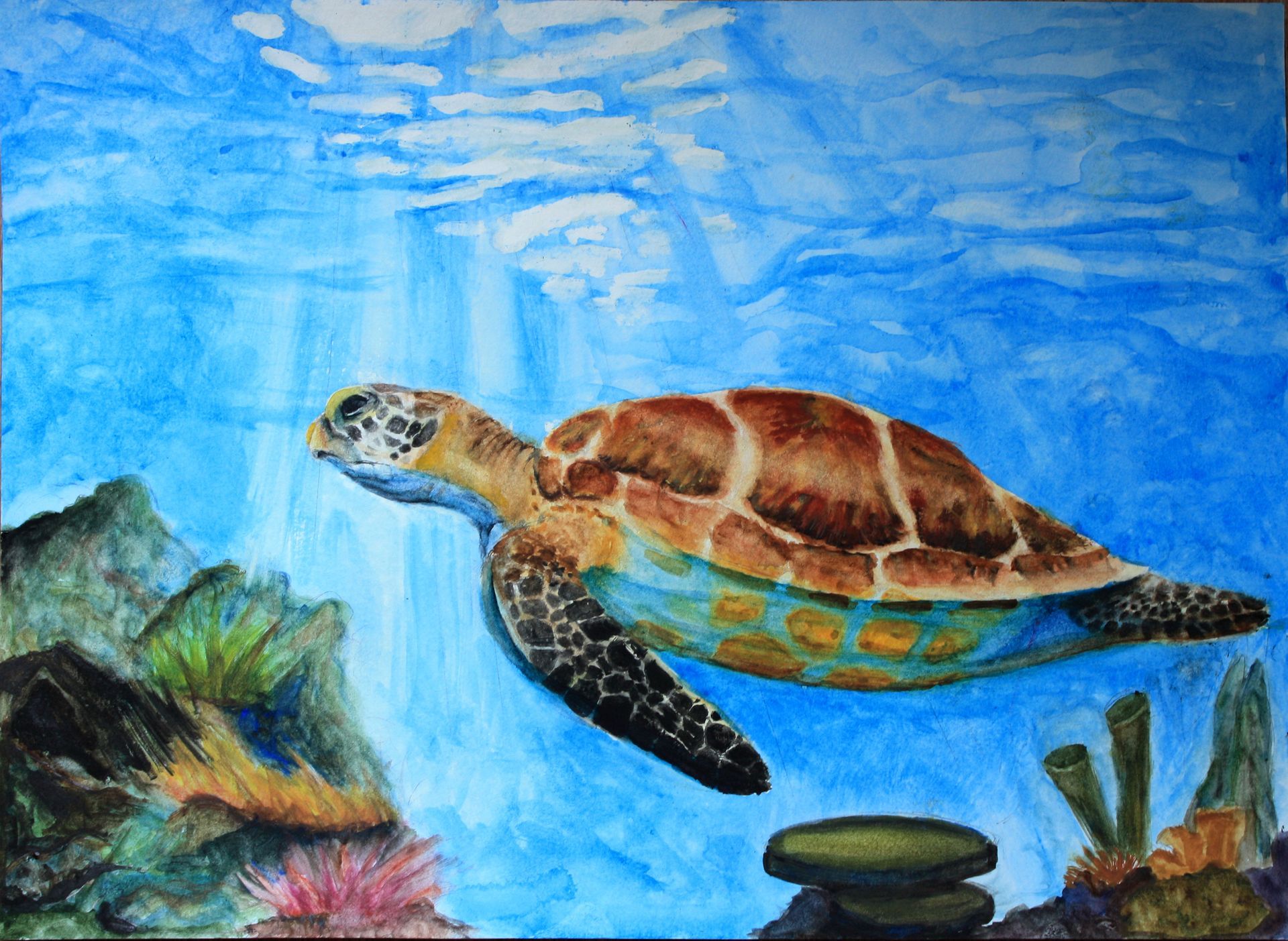 Sea turtle swimming in blue water above coral and rocks