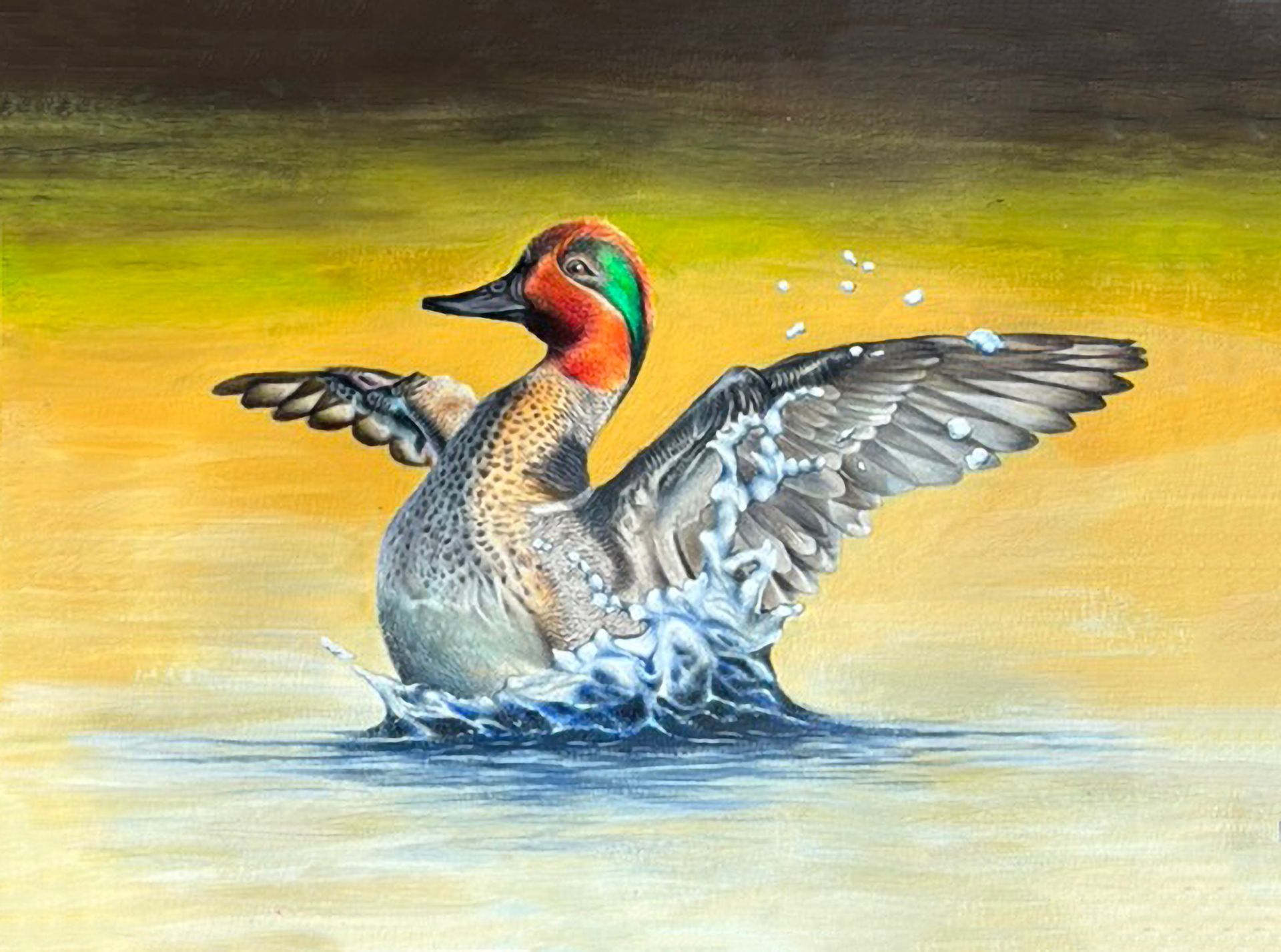 Colorful duck splashing with wings spread on calm water, reflected in golden light
