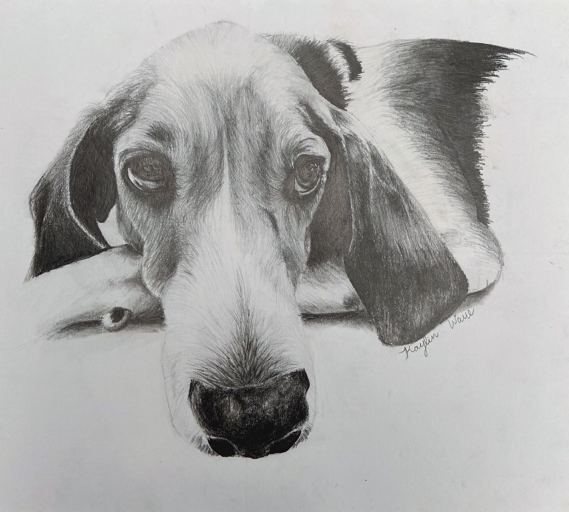 Black-and-white pencil drawing of a dachshund resting its head on a surface, looking at the viewer.