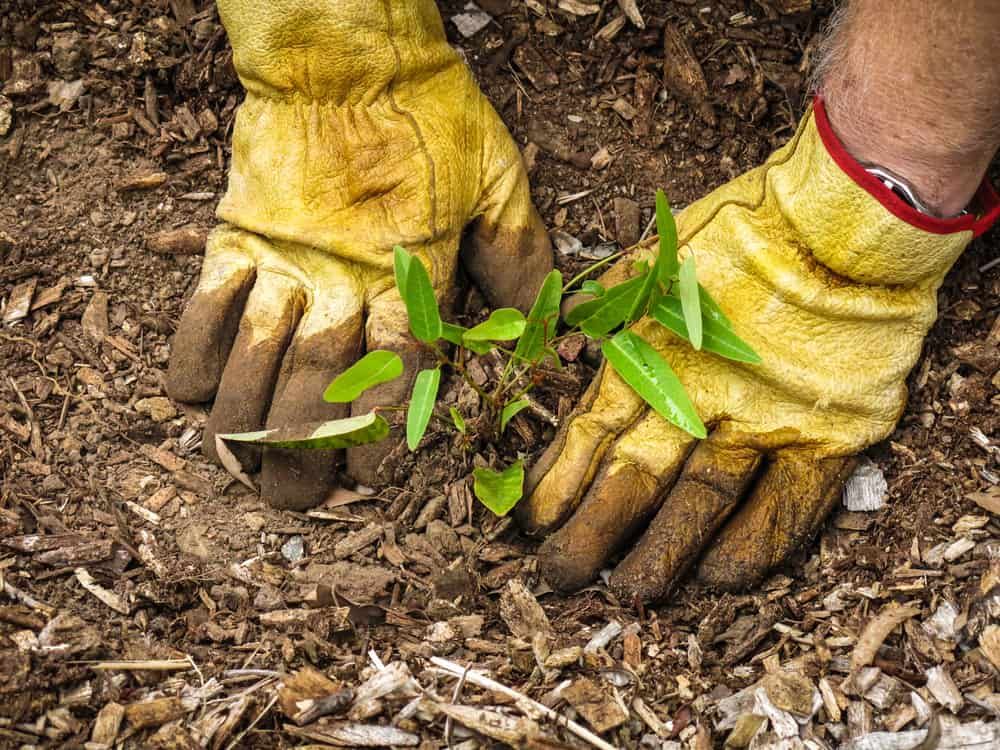A Person Wearing Gloves Is Planting a Small Plant in The Ground — Green Vision NT in Virginia, NT