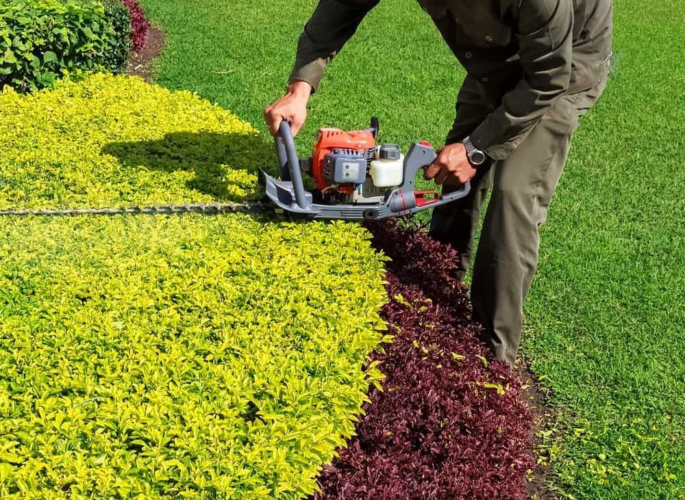 A Man Is Cutting a Hedge with A Gas Powered Hedge Trimmer — Green Vision NT in Virginia, NT