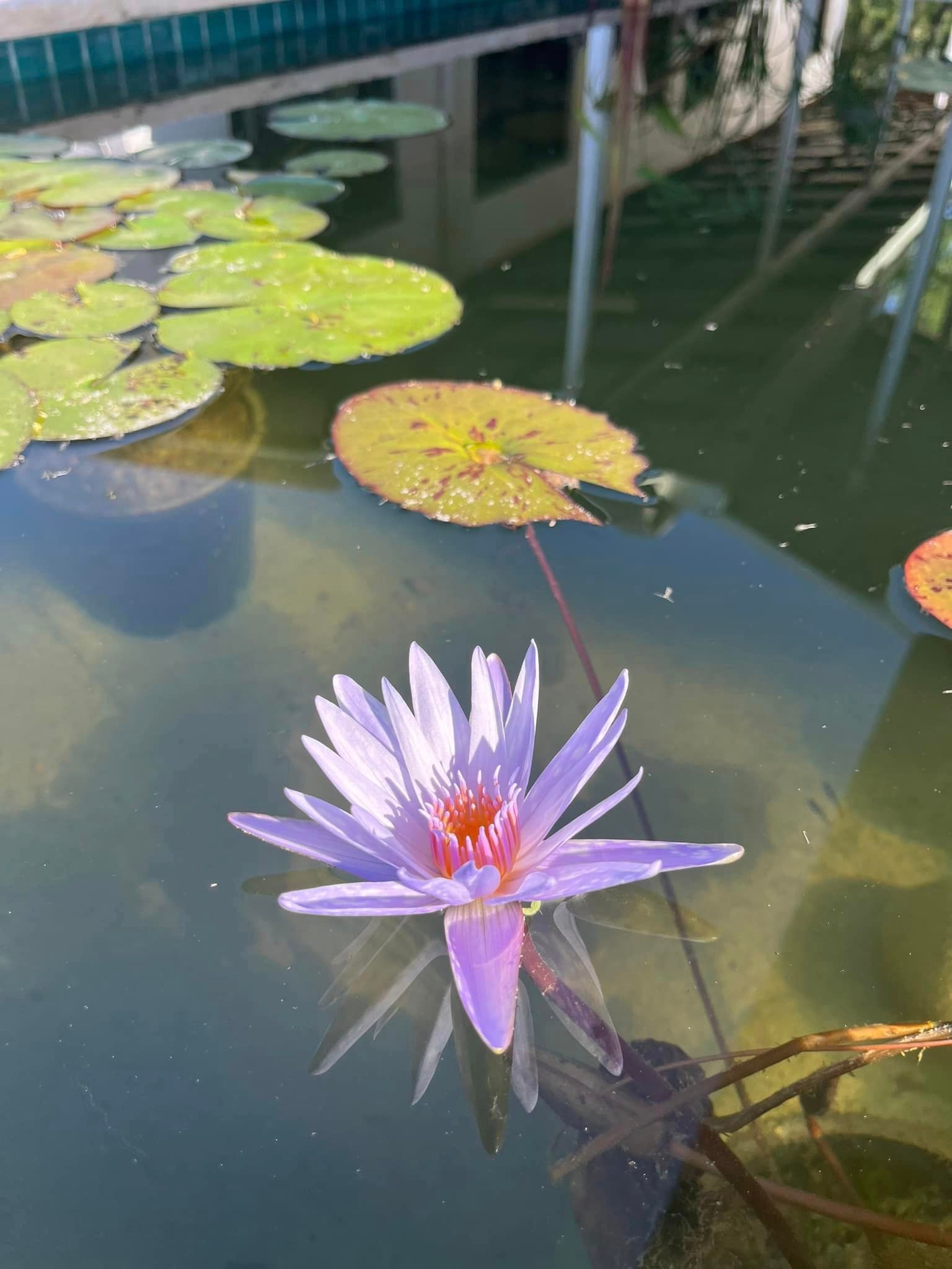 A Purple Water Lily Is Floating in A Pond with Lily Pads — Green Vision NT in Palmerston, NT