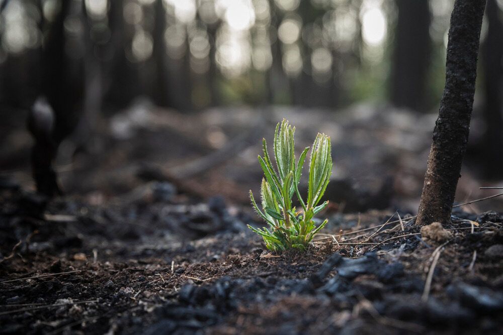 A sapling being planted in a forest— Green Vision NT in Virginia, NT