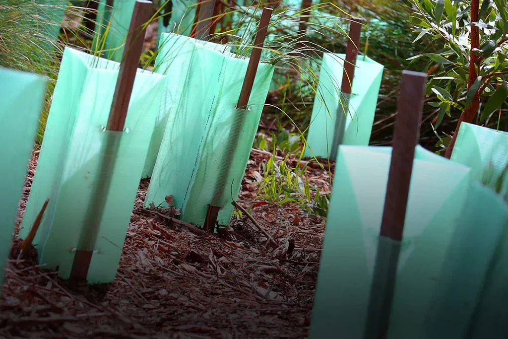 new trees being Protected — Green Vision NT in Virginia, NT