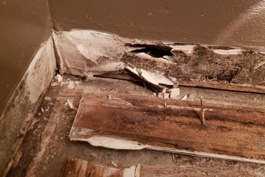 Mold on Wall Base