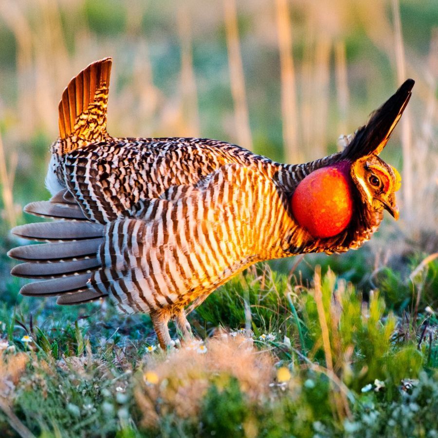 Greater prairie-chicken