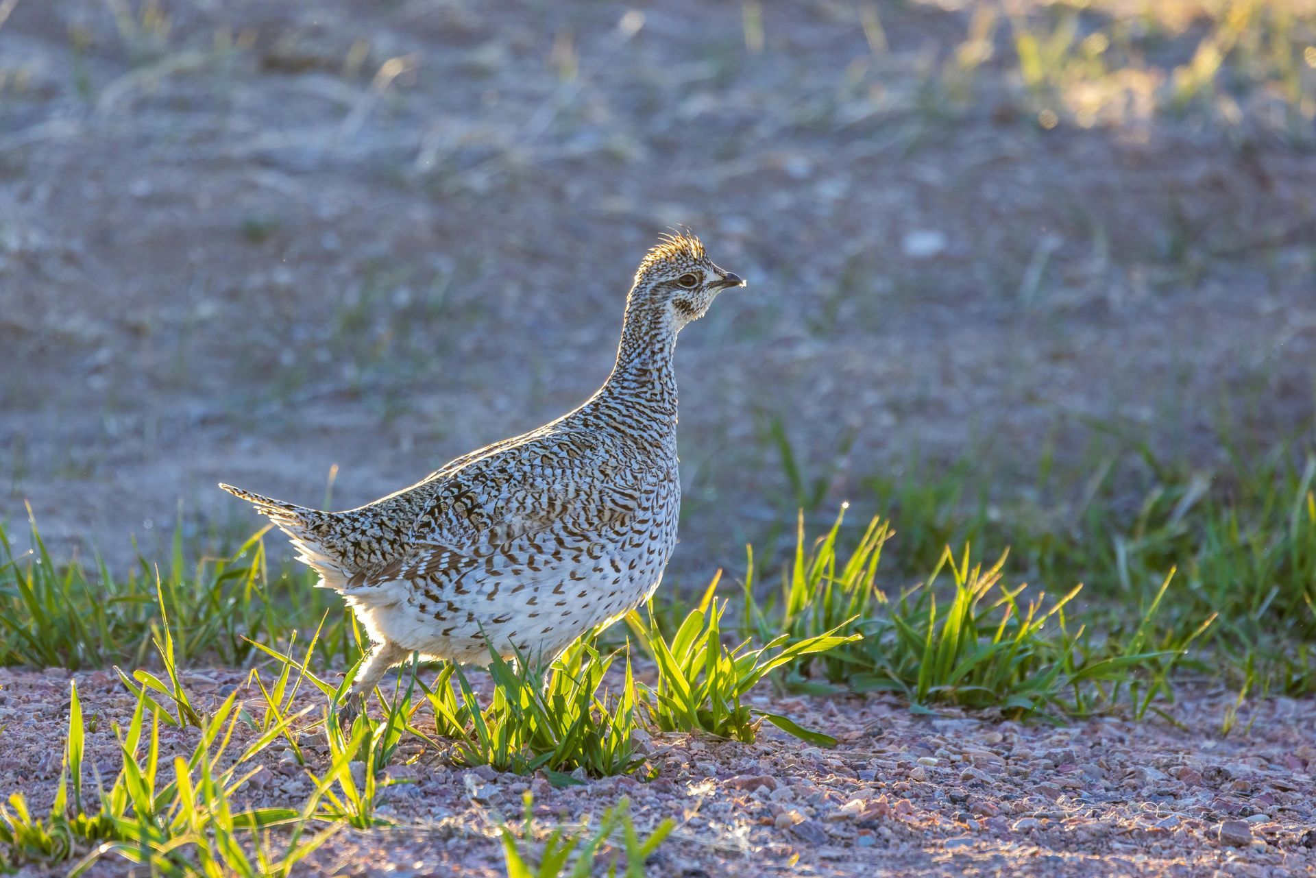 Greater prairie chicken