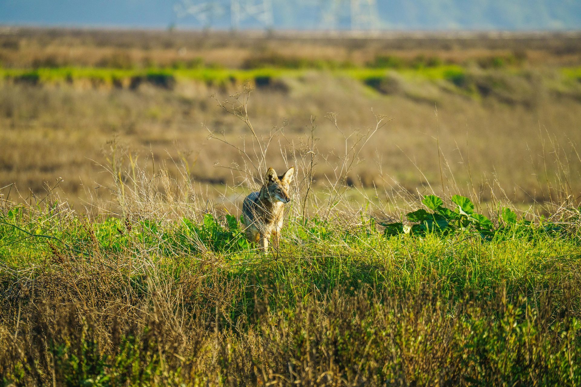 Coyote standing off in the distance in the prairie
