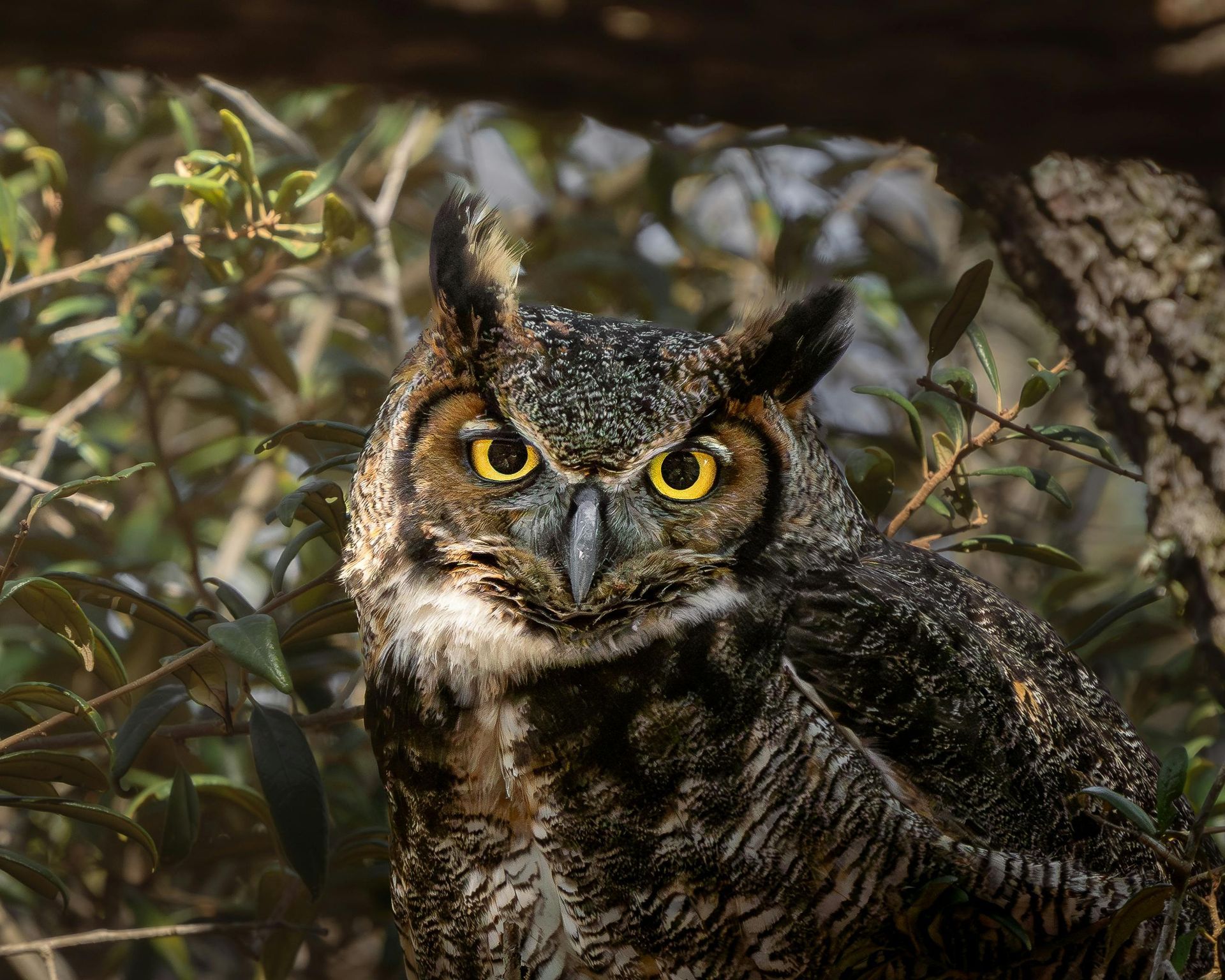 Great horned owl