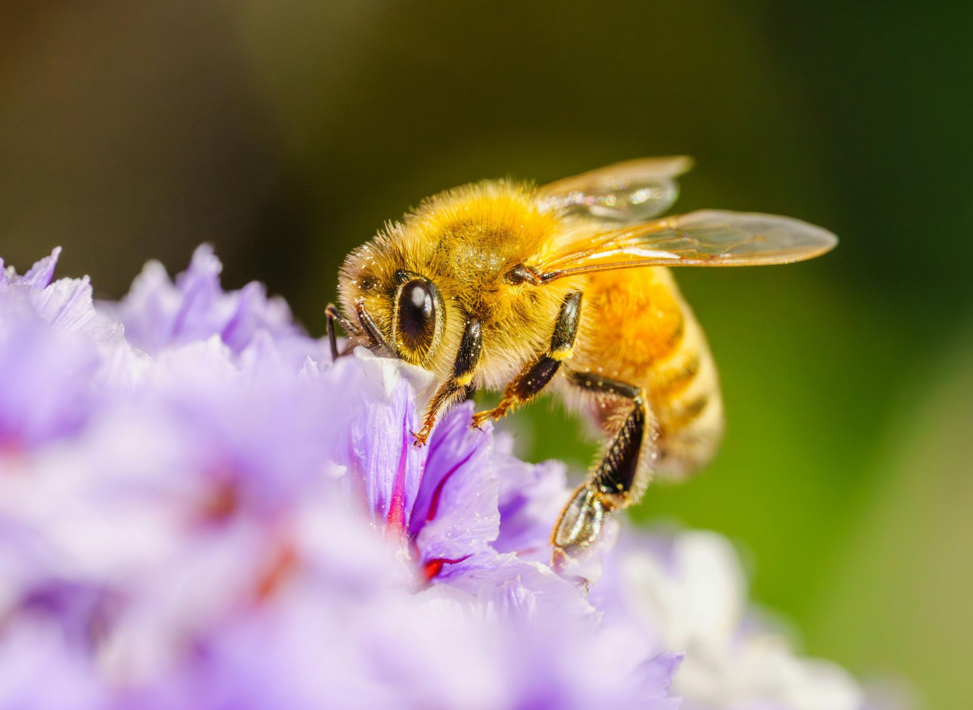 Bee on a purple flower