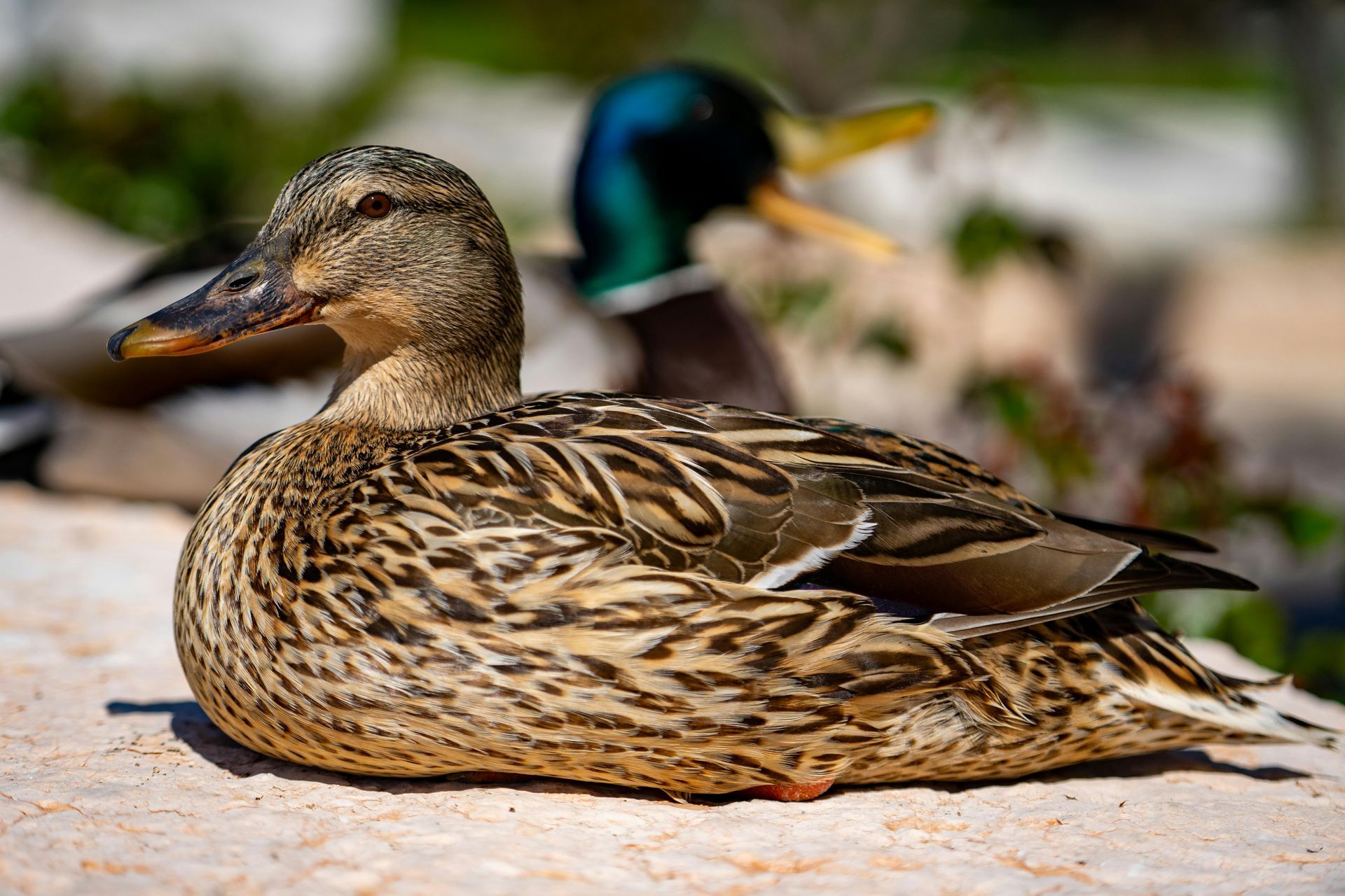 Male and female mallard ducks