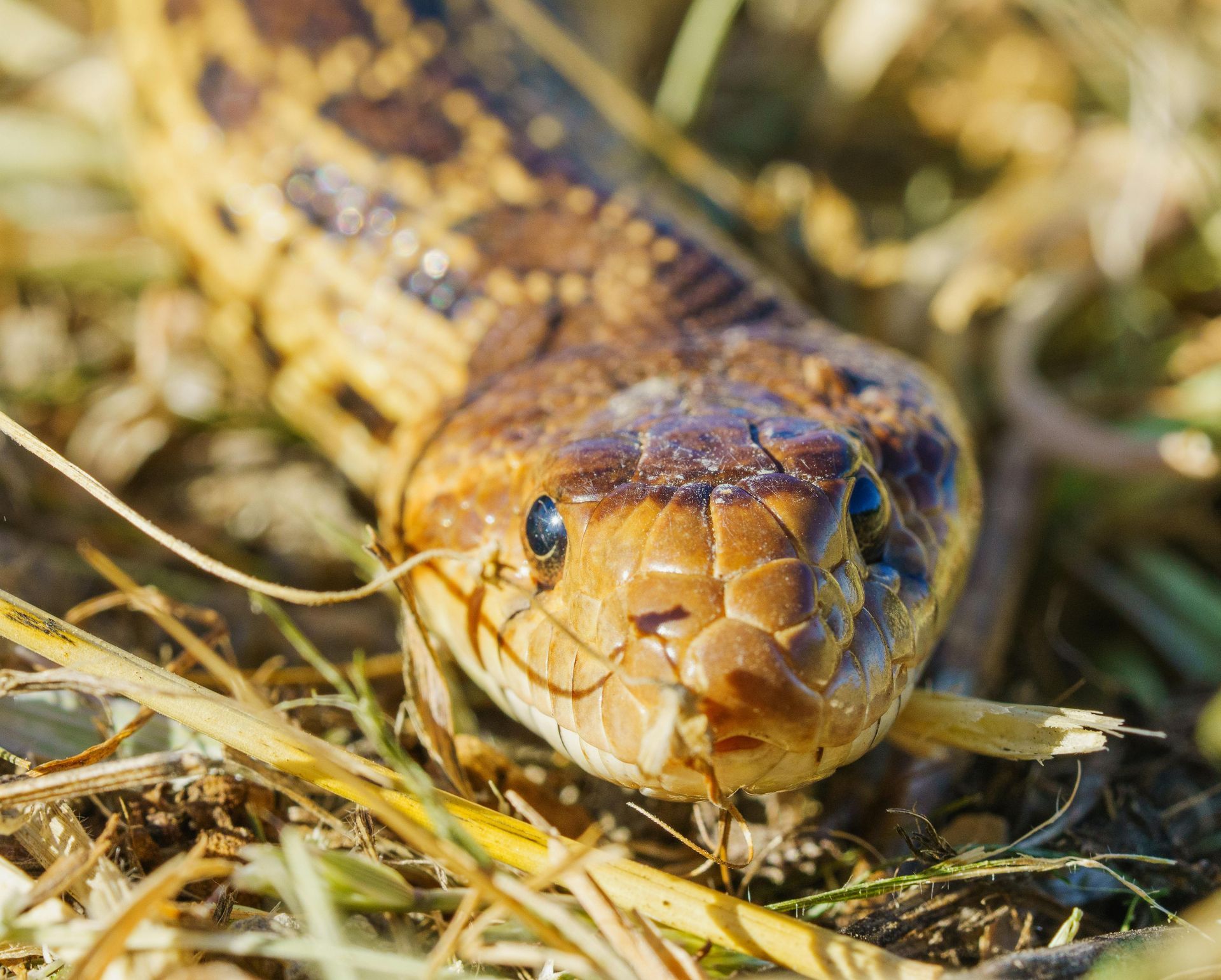 Close up image of a bull snake