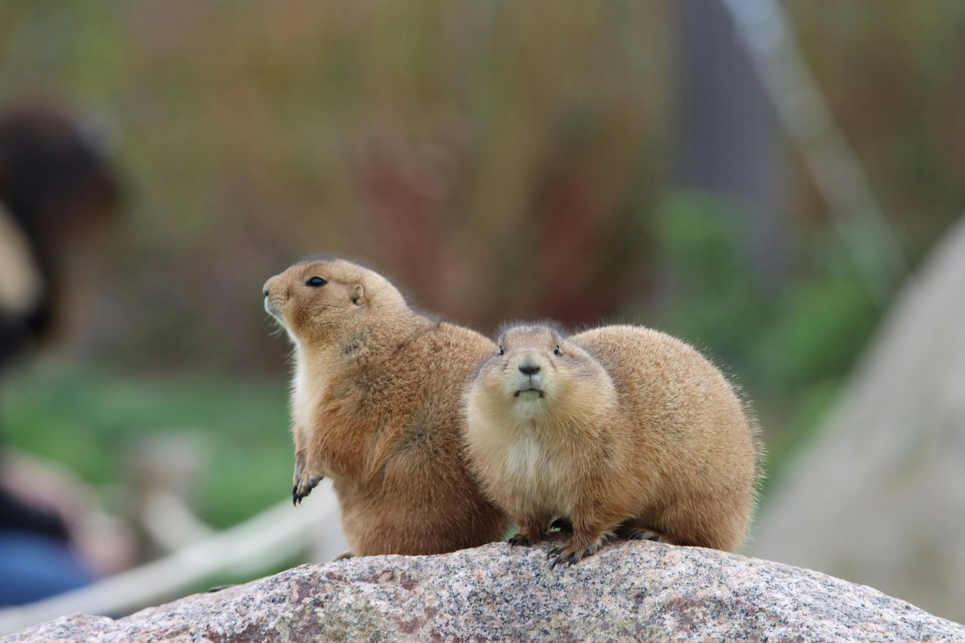Two brown g
roundhogs