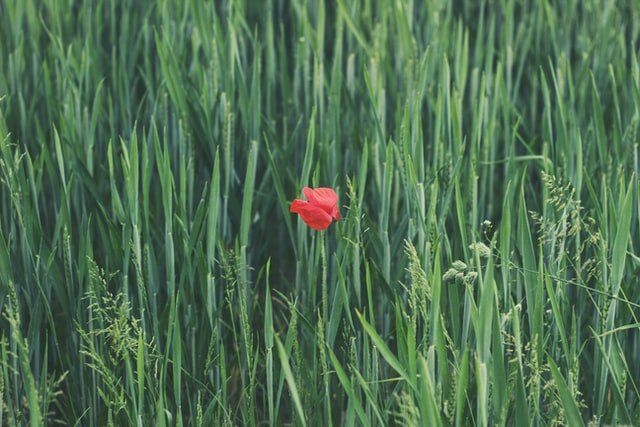 Reading, PA cremation services