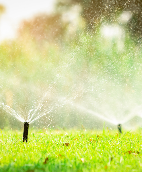 A sprinkler is spraying water on a lush green lawn.