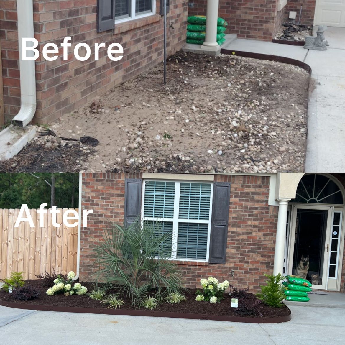 Before-and-after of a brick house front yard transformed from bare dirt to landscaped shrubs and mulch