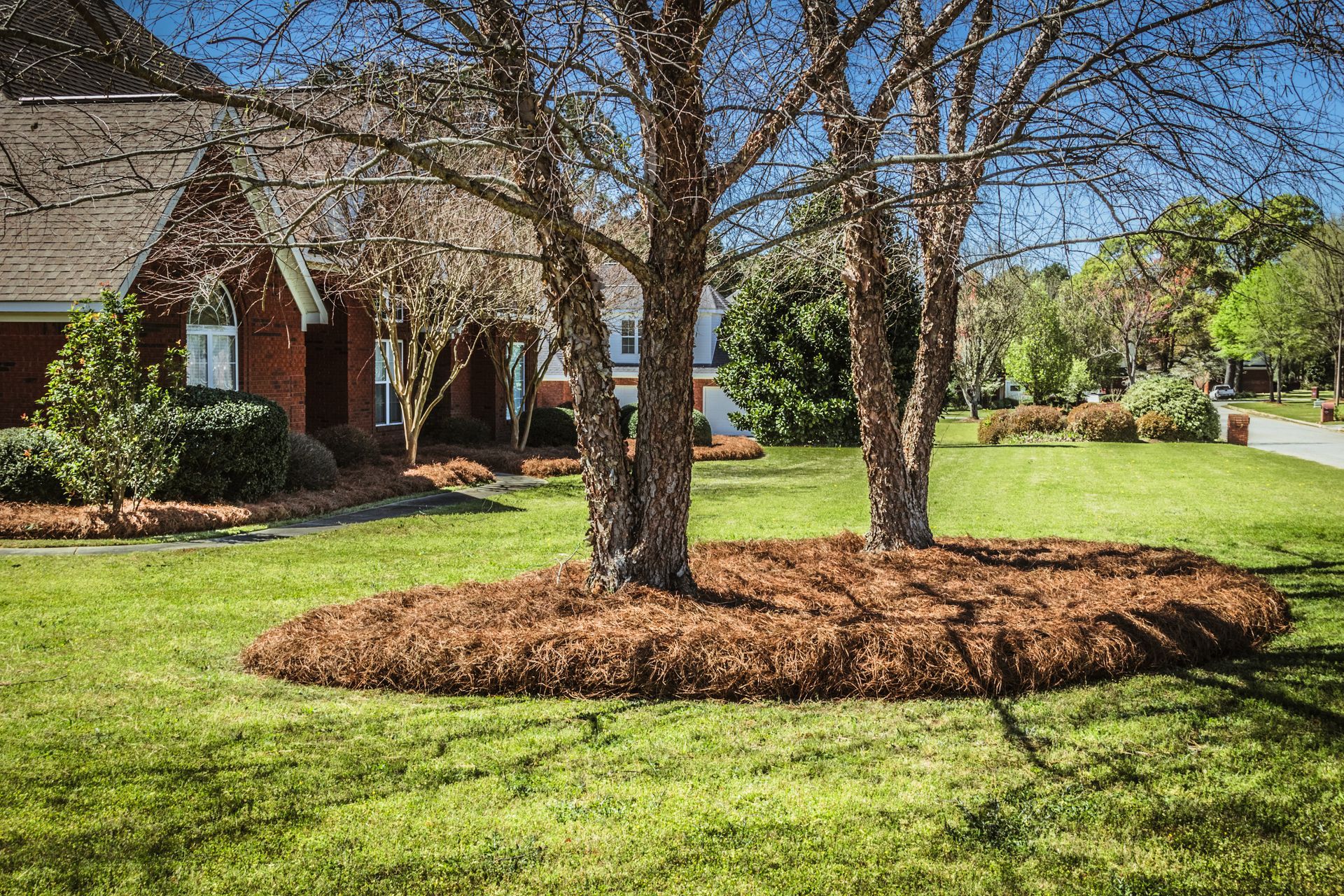 A brick home with a large lawn featuring a mulch bed containing two bare deciduous trees on a sunny day.