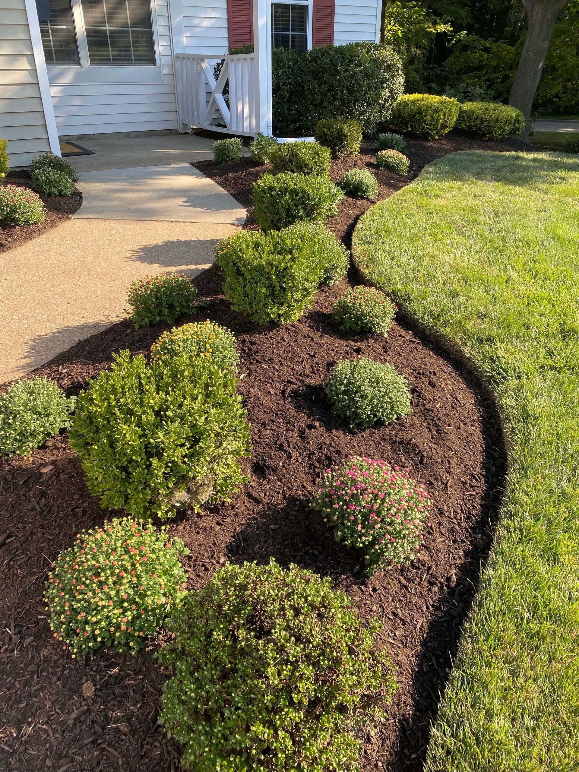 Freshly mulched garden bed with small, round green bushes along a stone walkway next to a green lawn.