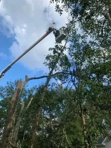 A worker in a hydraulic bucket lift prunes the branches of a tall tree against a blue sky with scattered clouds.