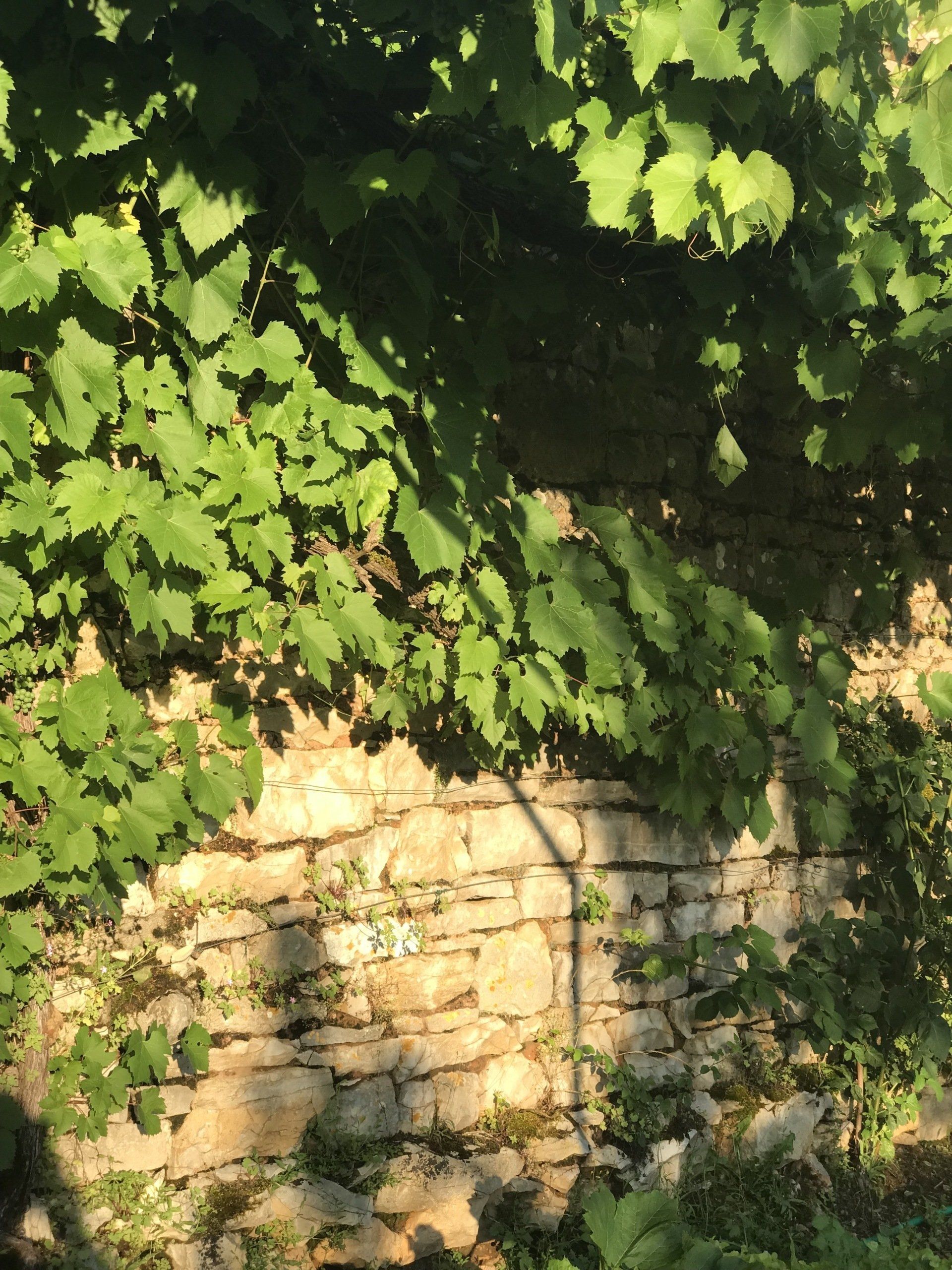 DOMAINE DES VERDIER