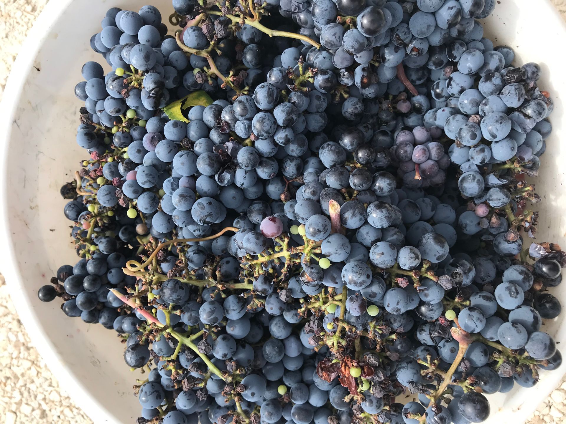 DOMAINE DES VERDIER