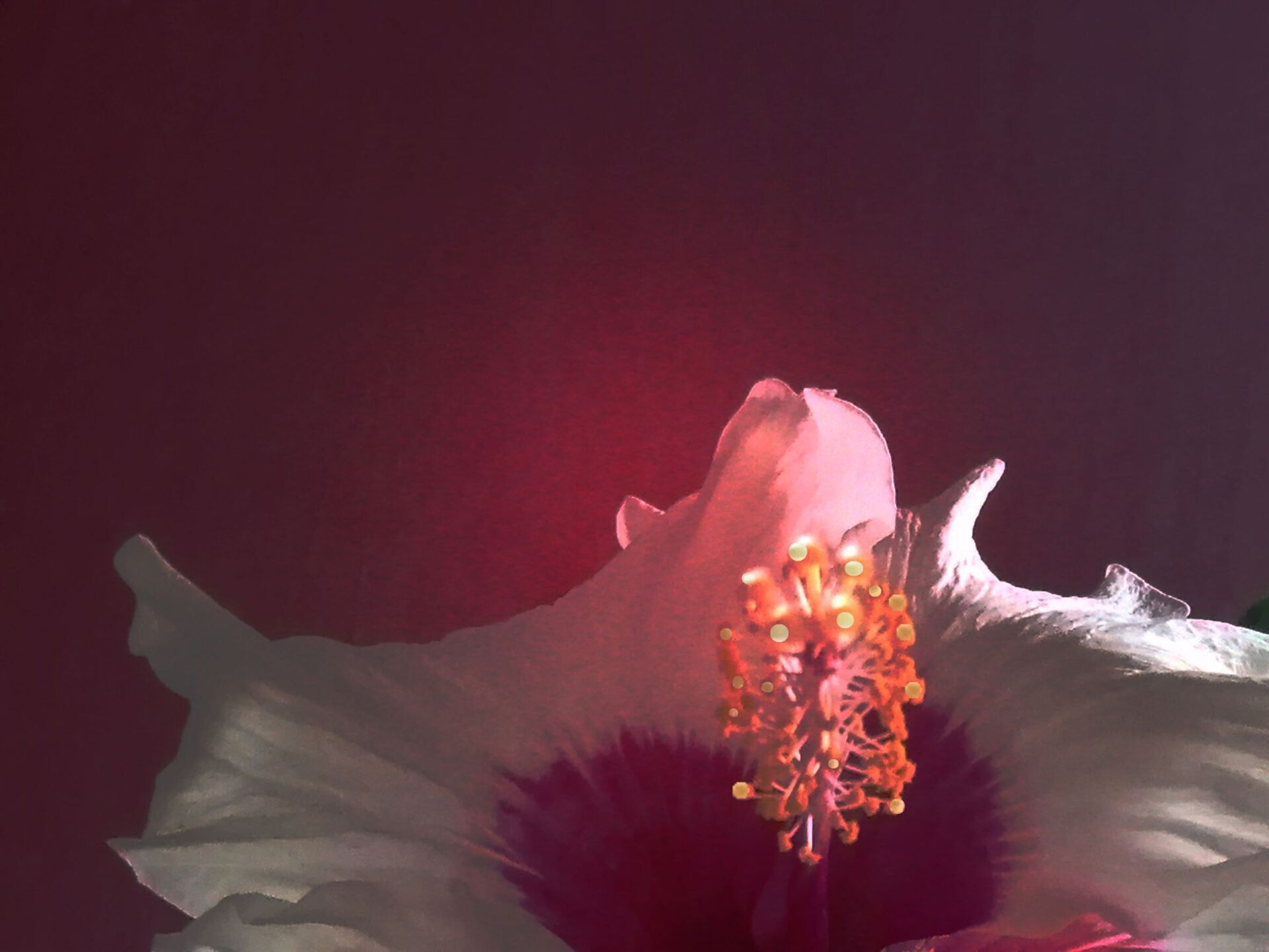 Stamin Light Flower Beauty - Digital Montage by Sheila Giles