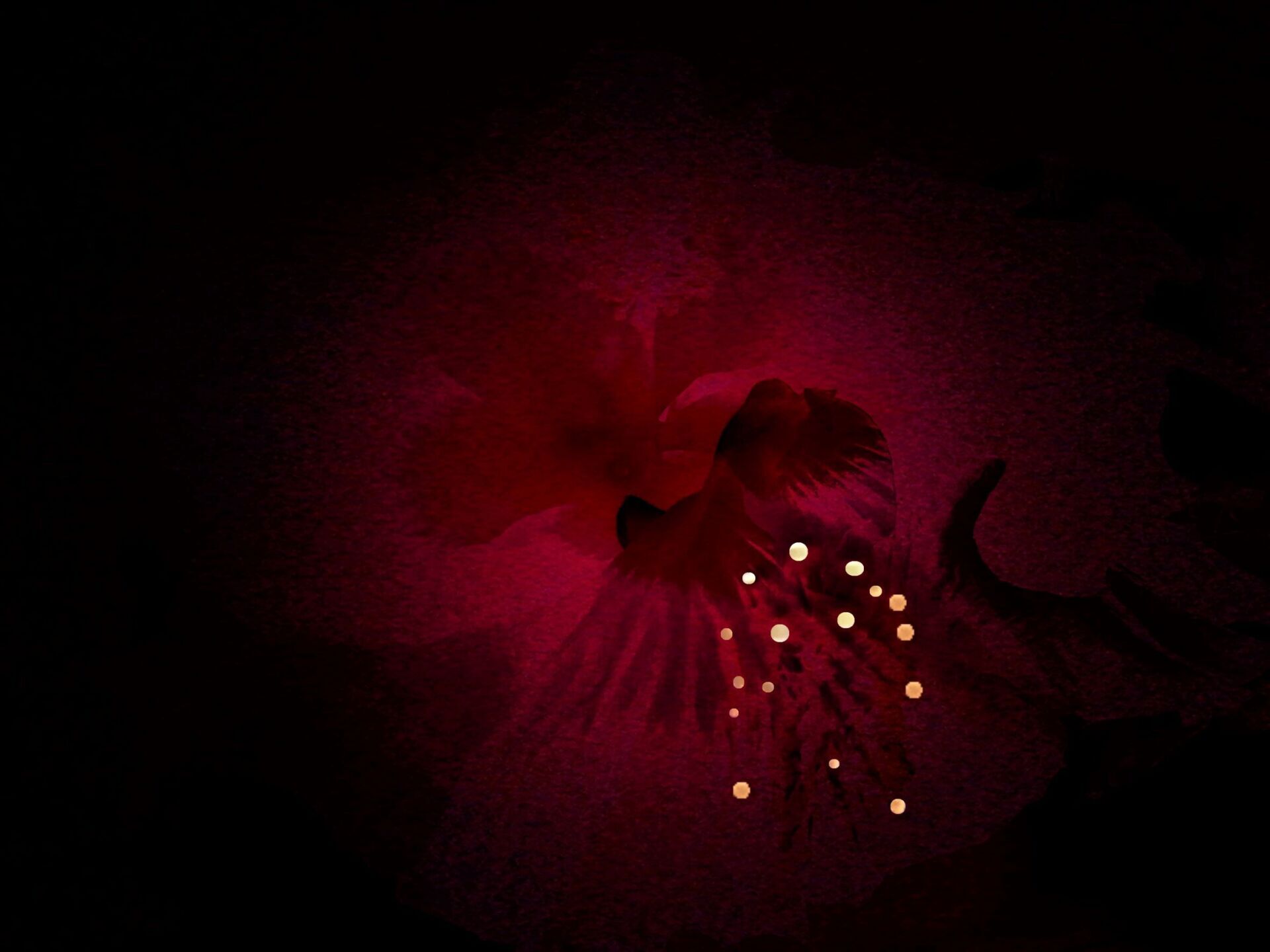 Bird Woman - Flower Beauty Series Digital Montage by Sheila Giles