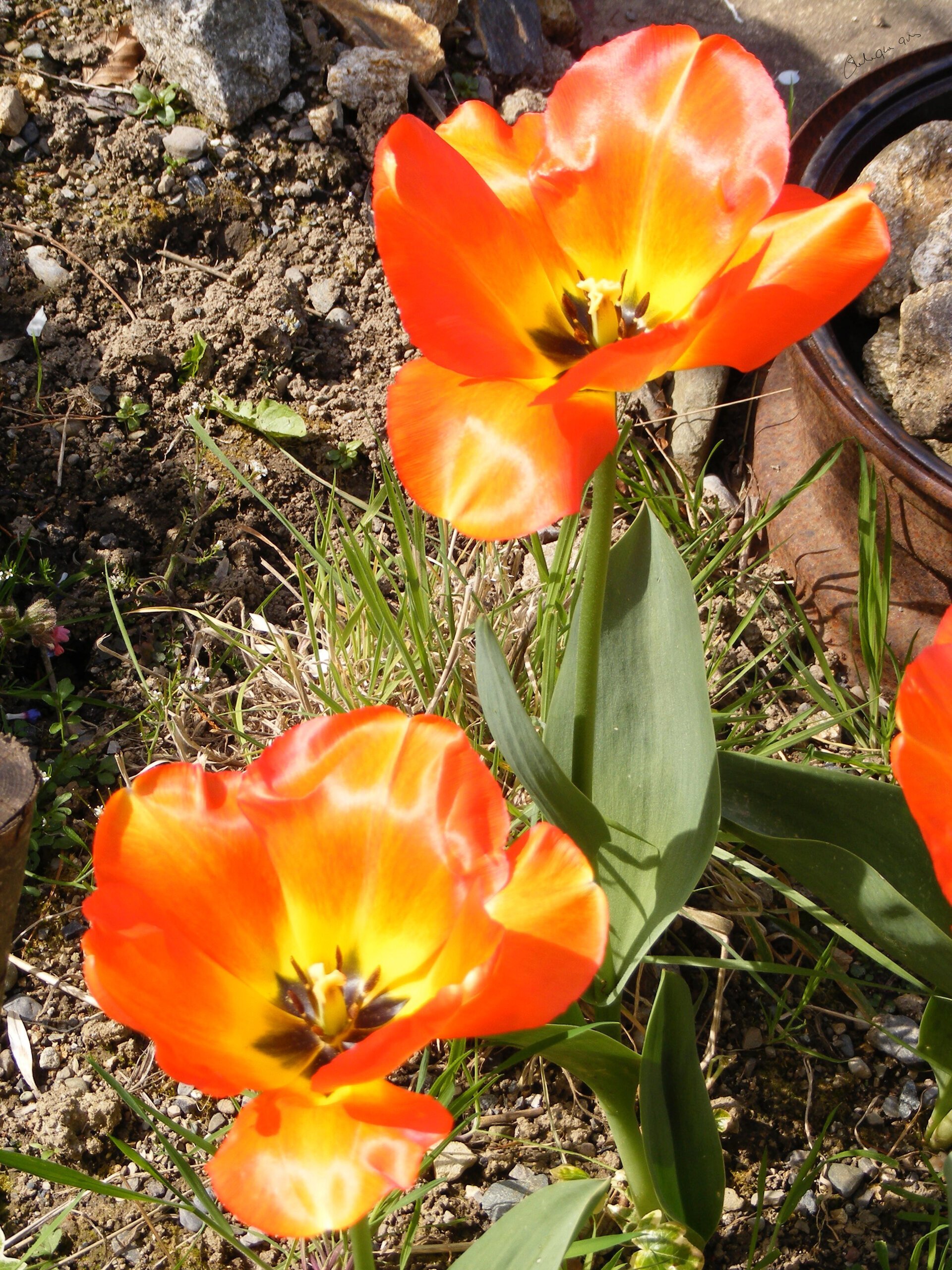 Tulips - Photograph by Sheila Giles