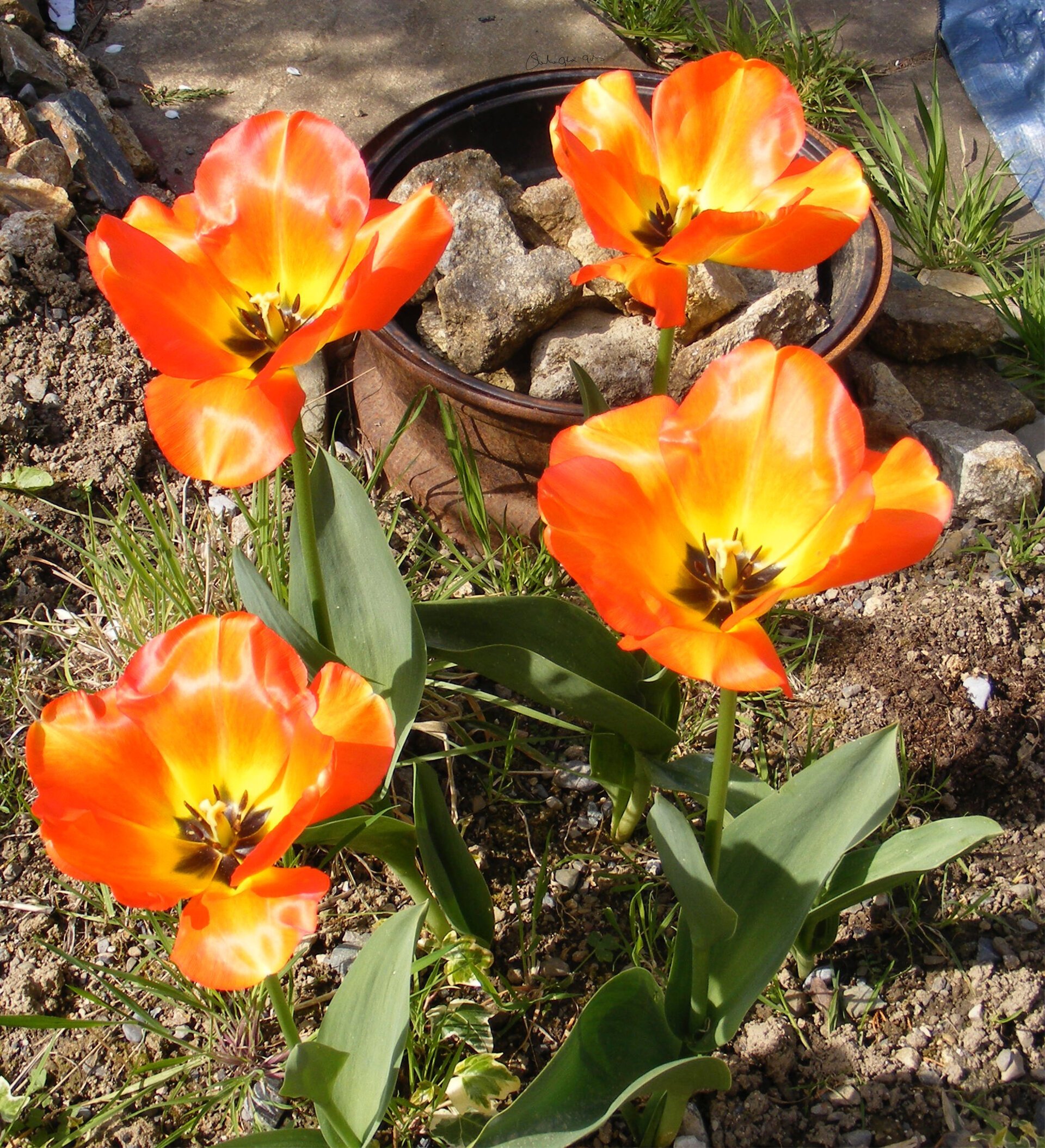 Tulips - Digital Montage by Sheila Giles